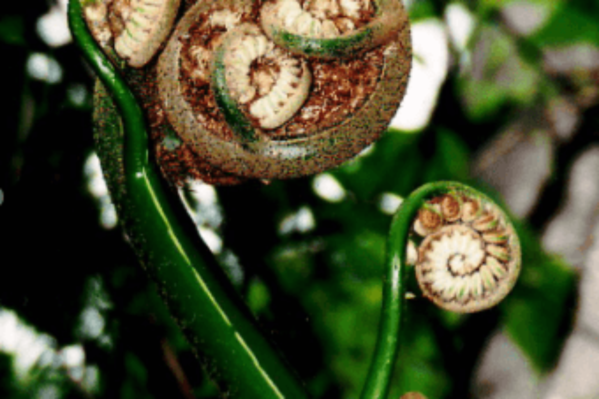 Tree fern images and their spiral shape indicate wisdom of nature leading to the title Art Therapy: Definition, Types and Techniques