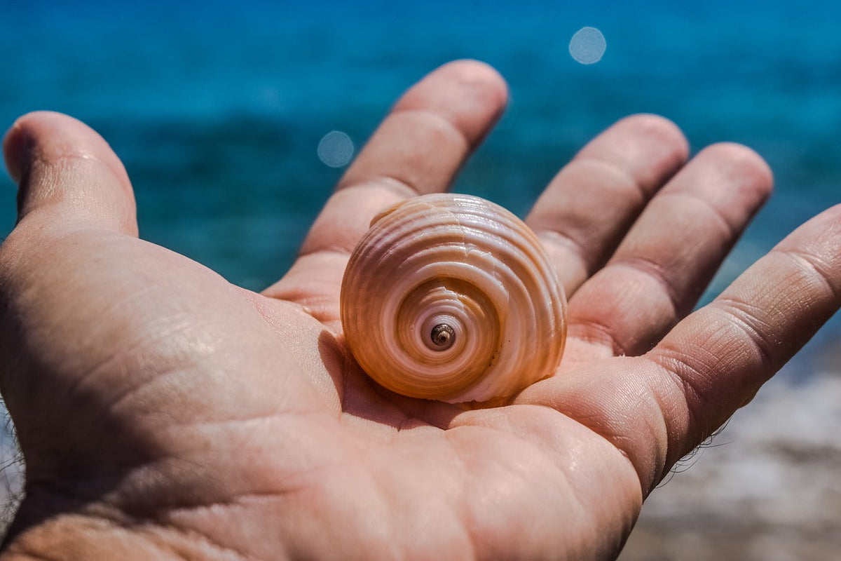 Sea shell lying on an open hand